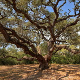 A big old oak tree on the Texas Gulf coast